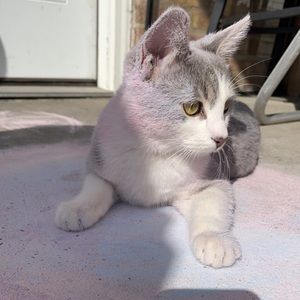 Meet your Posher, Albis